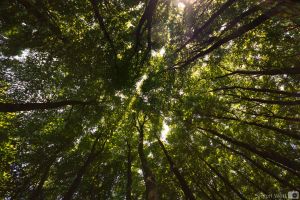 Feb. 2015, Der Blick nach oben